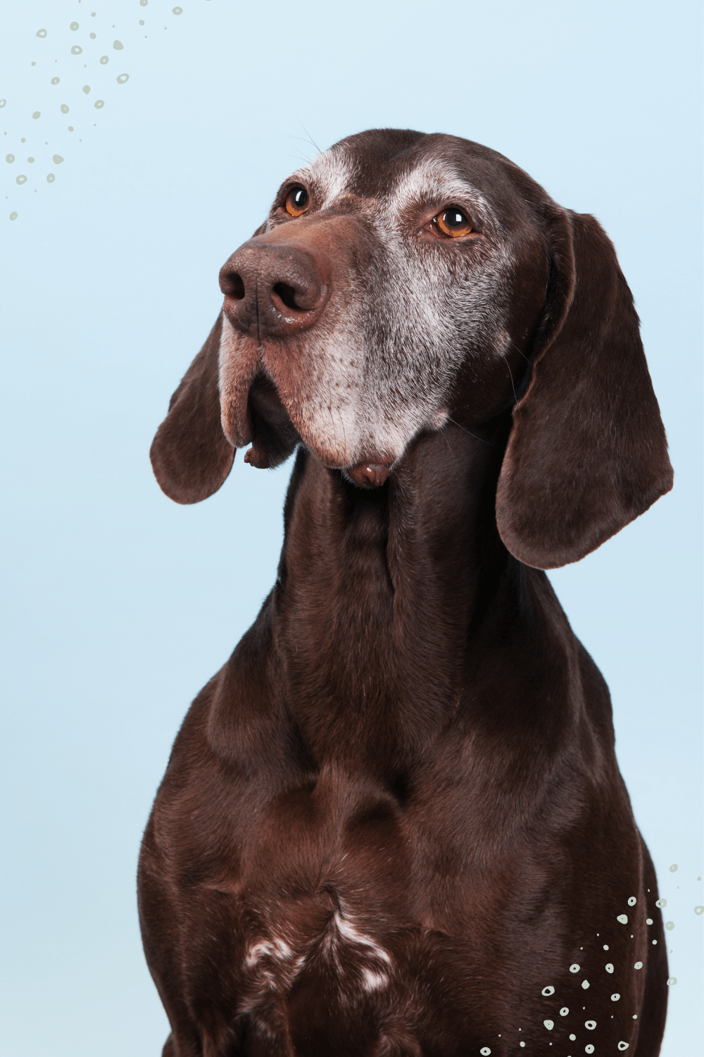 Wie oft alte Hunde füttern