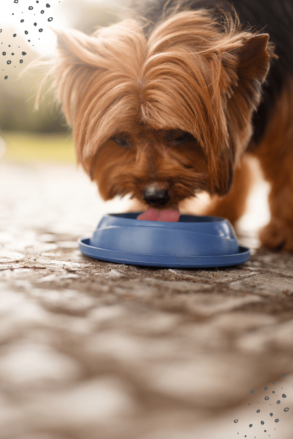 Wasser für Hunde