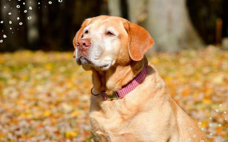 Hund im Herbst