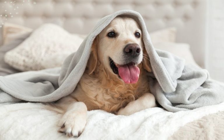Hundebett kaufen