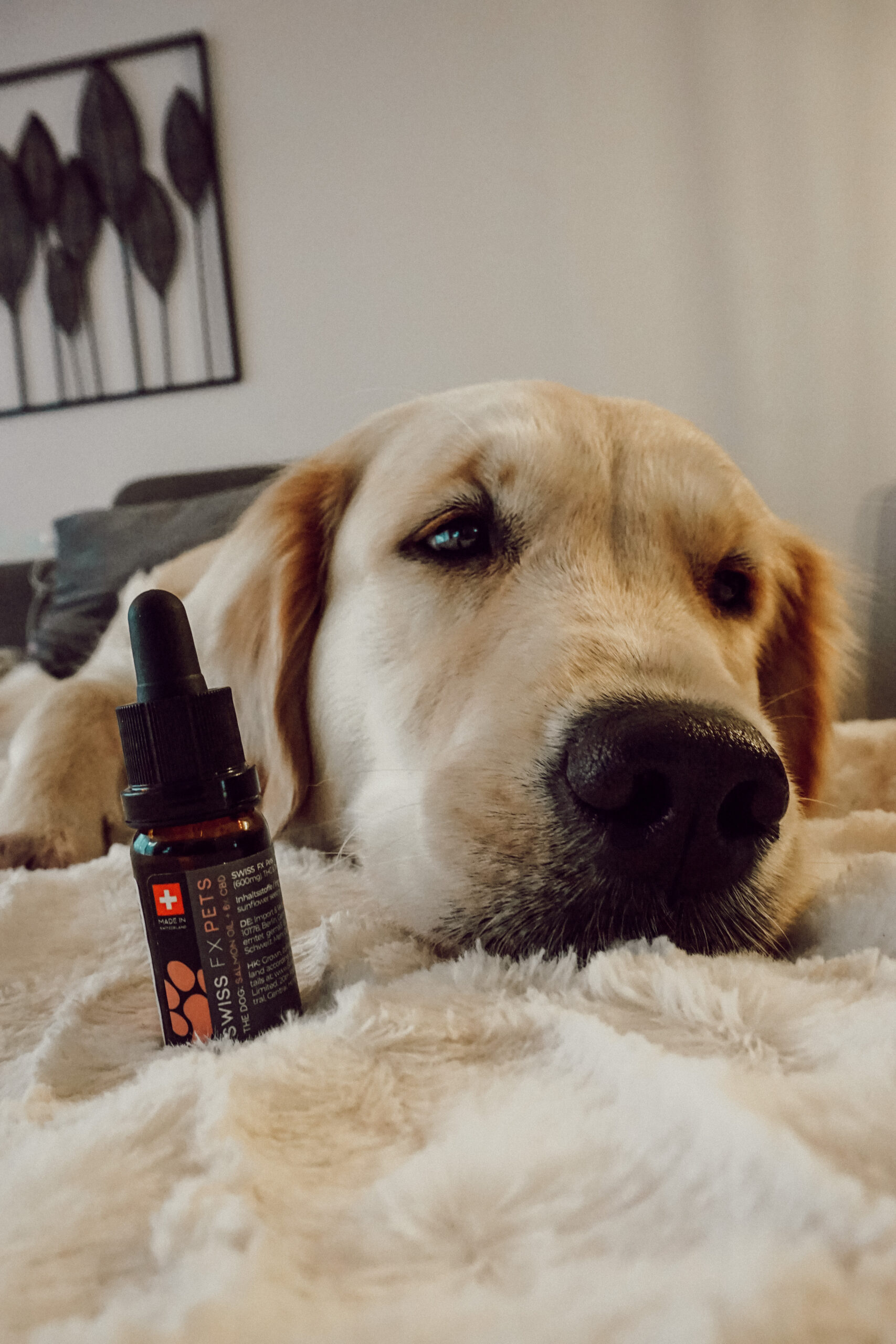 Pawsitive CBD Öl