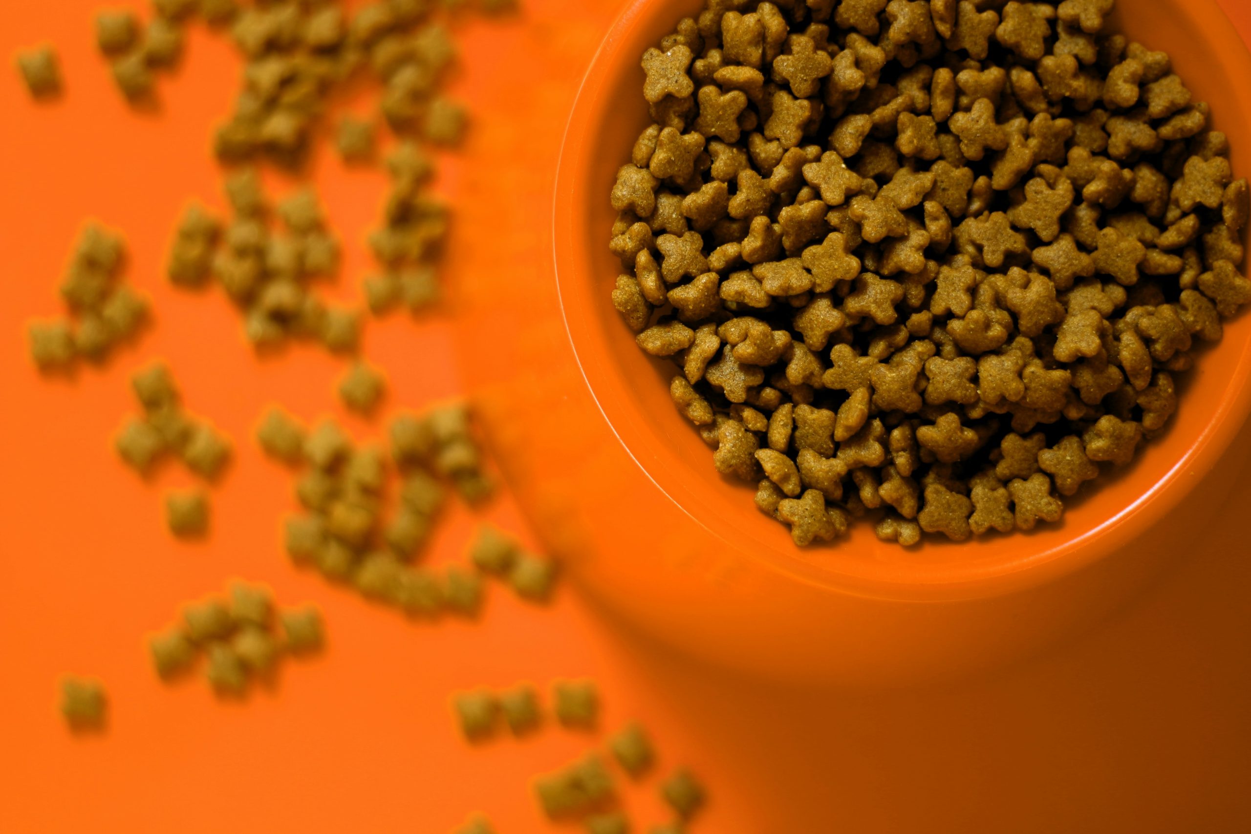 hundefutter test worauf es wirklich ankommt scaled