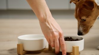 hundefutter trocken21 1