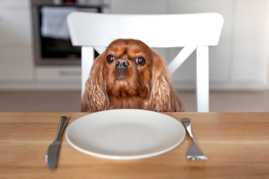 hundefutter trocken31 1