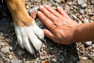 uebergewicht bei haustieren gesundheitsrisiken und abnehm tipps