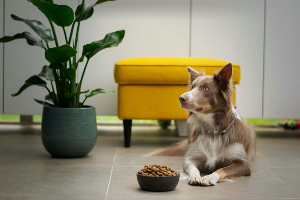 anifit hundefutter test