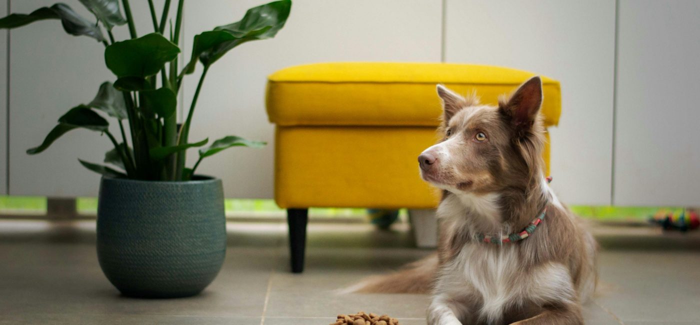 anifit hundefutter test