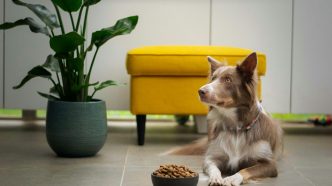 anifit hundefutter test