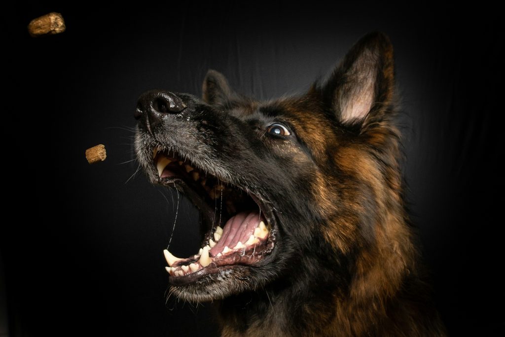 hey holy hundefutter test was steckt wirklich drin