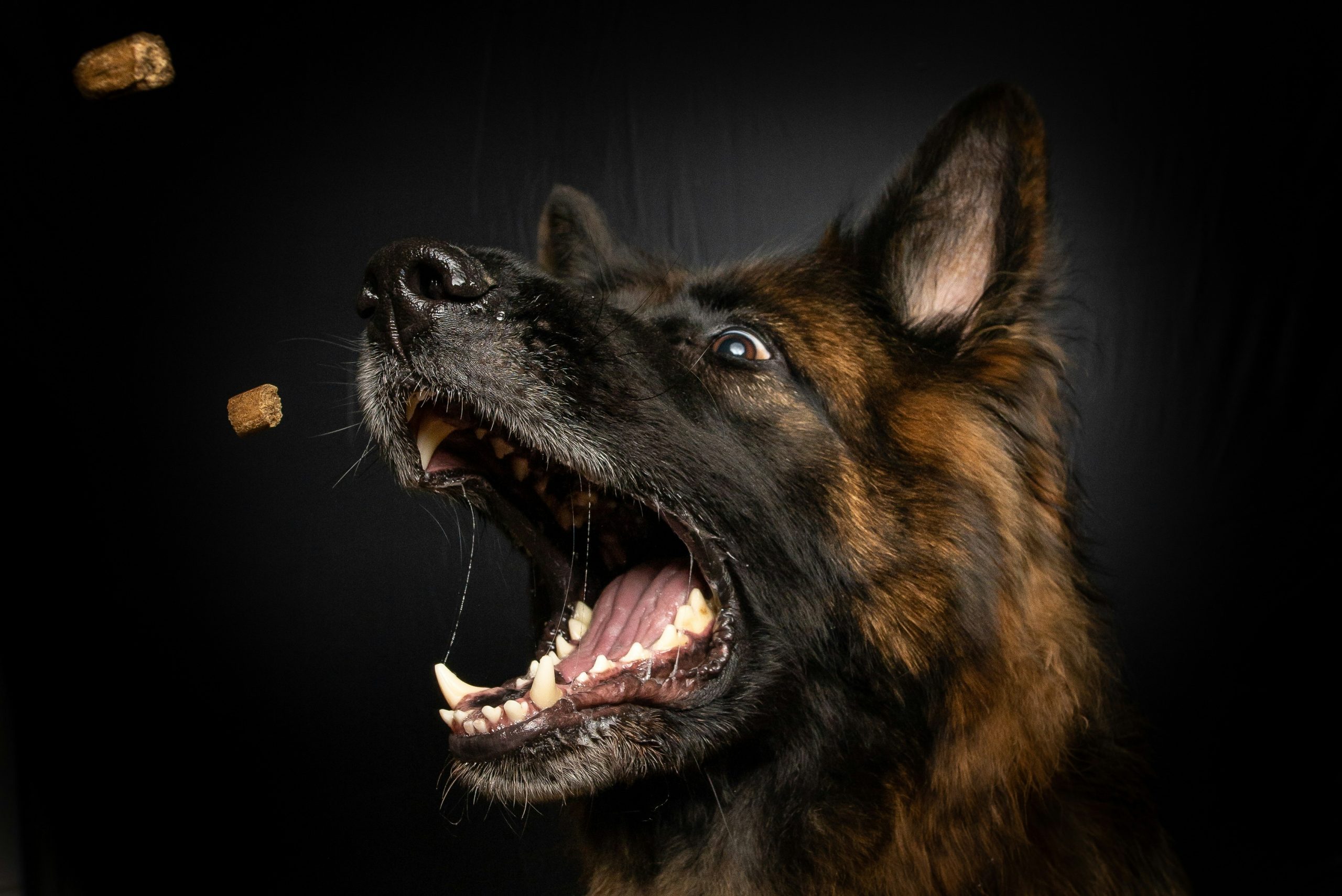 hey holy hundefutter test was steckt wirklich drin scaled