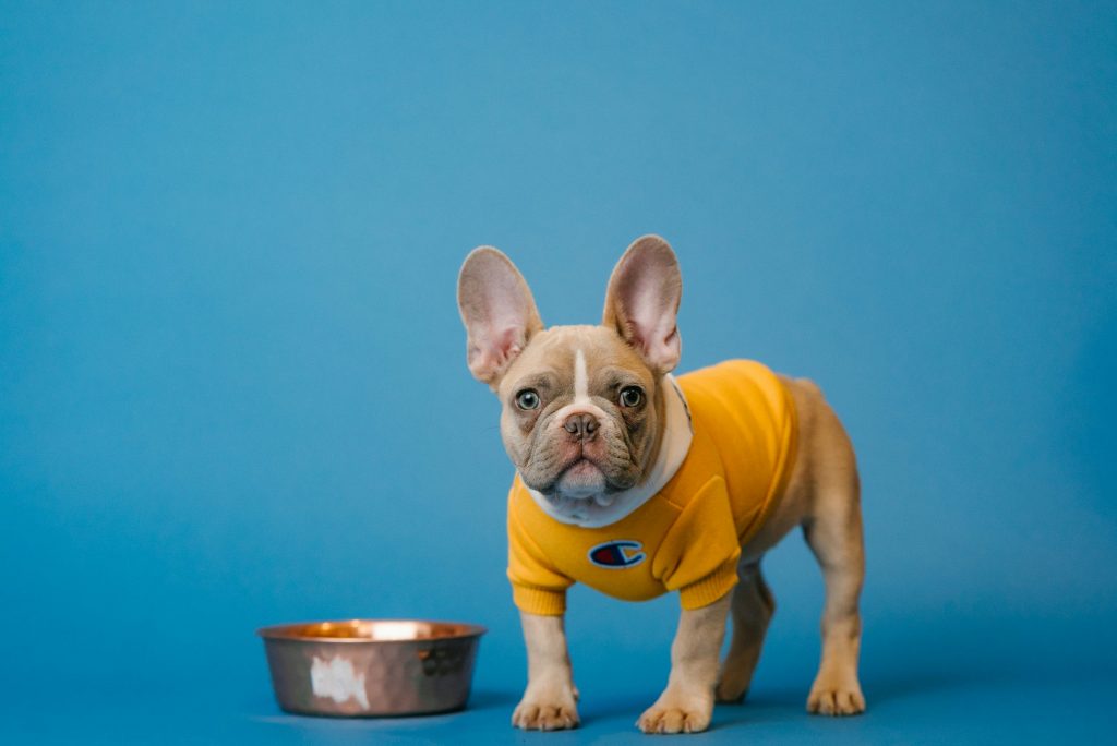 nassfutter hund test