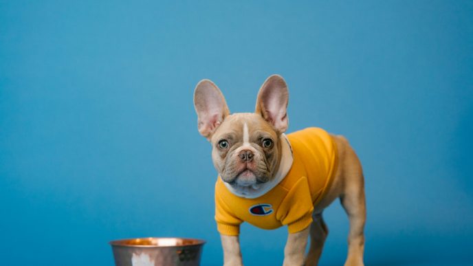 nassfutter hund test