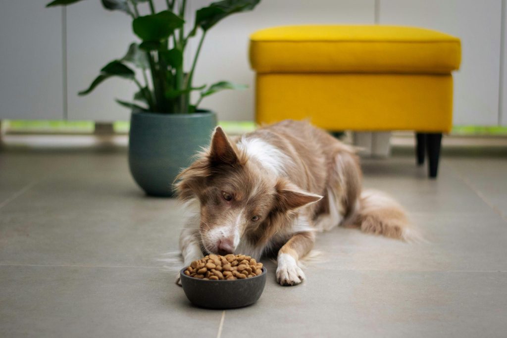 xantara hundefutter test1