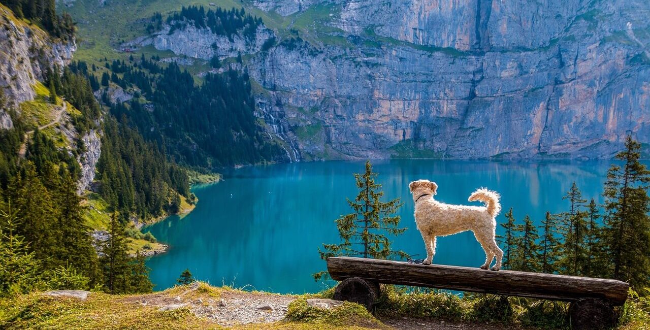 wandern mit hund tipps fuer unvergessliche outdoor abenteuer