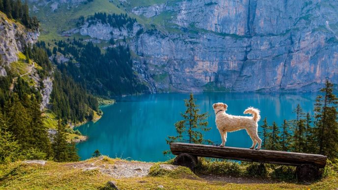 wandern mit hund tipps fuer unvergessliche outdoor abenteuer