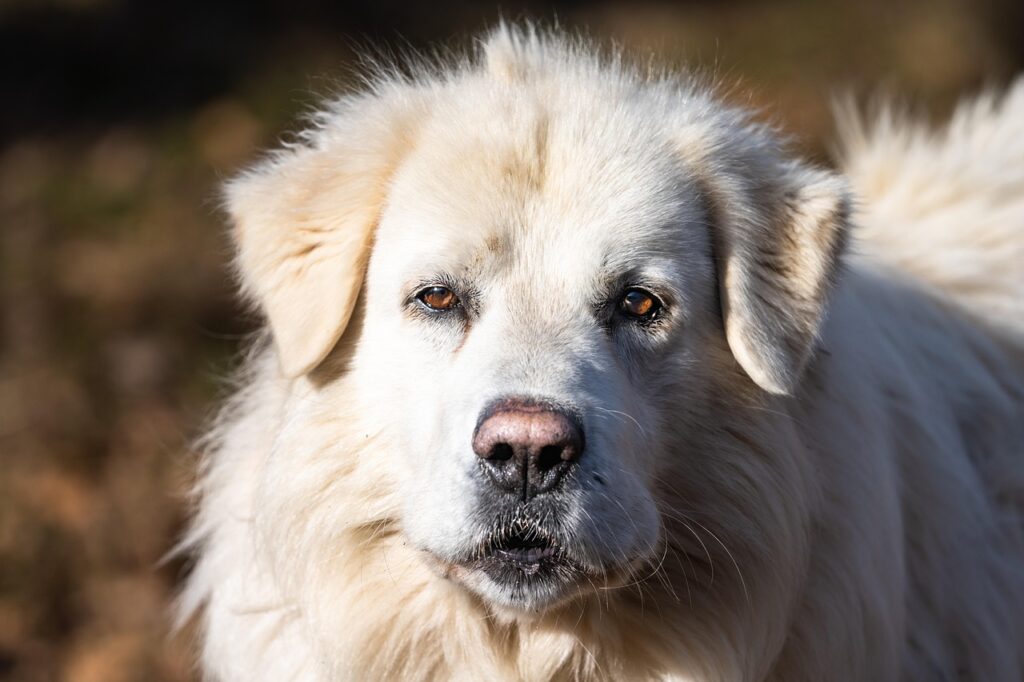 wachhunde eine besondere herausforderung