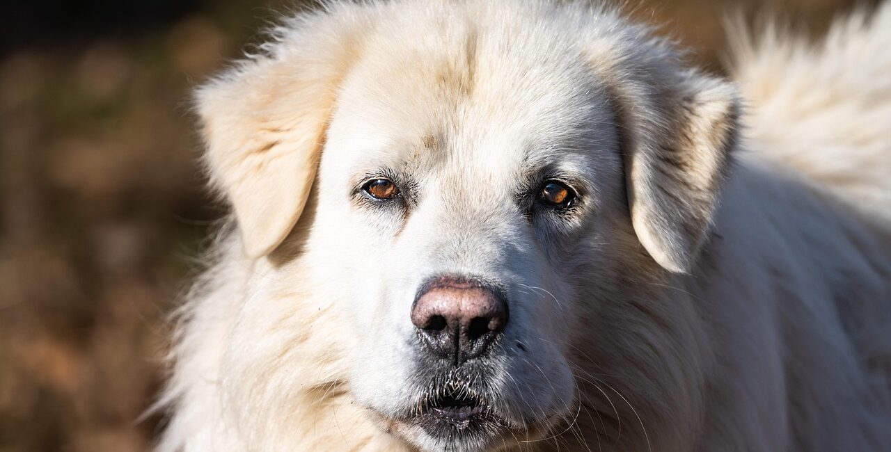 wachhunde eine besondere herausforderung