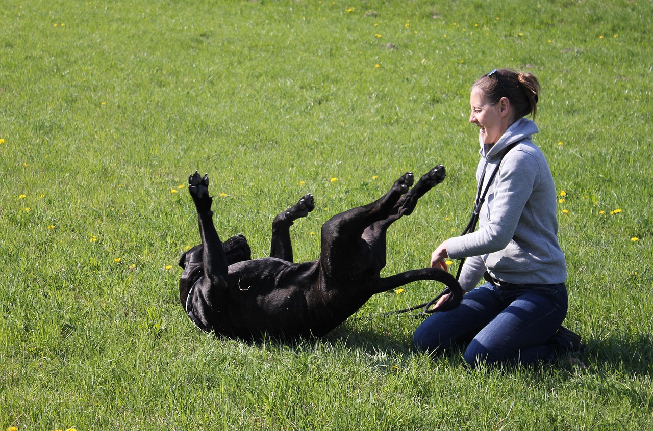 Hundegesundheit 2.0