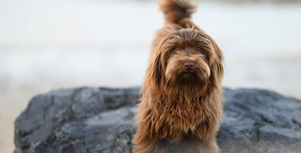 Hund offiziell anmelden