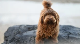 Hund offiziell anmelden