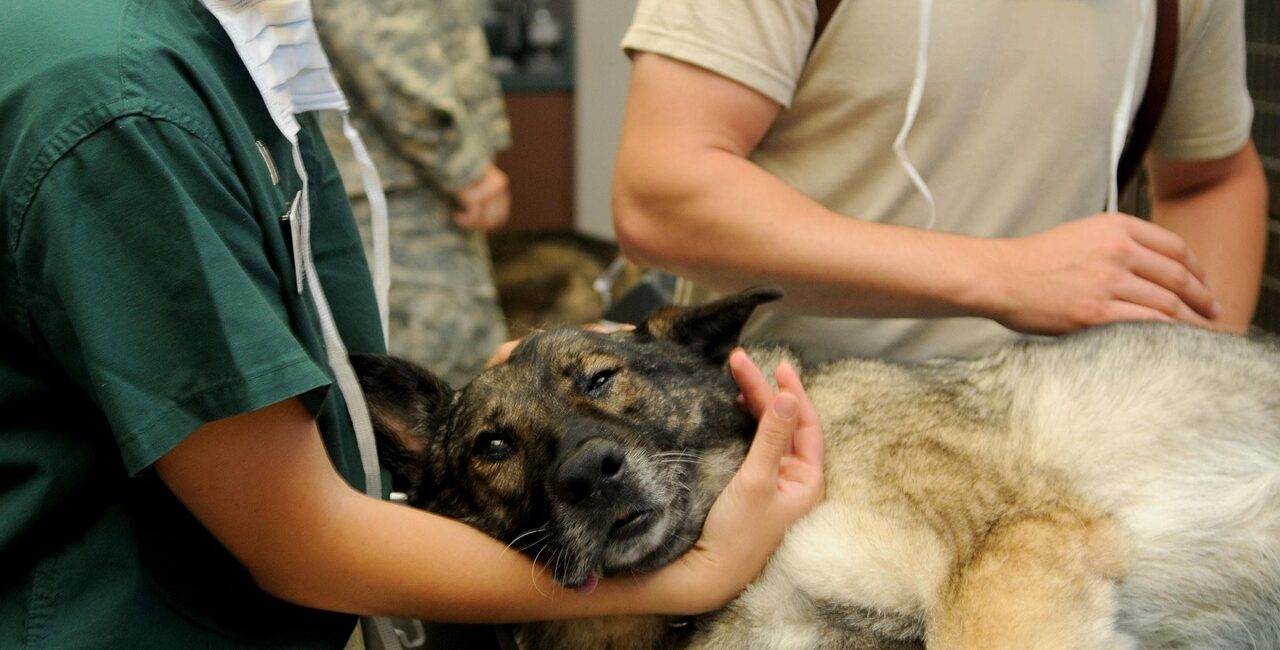 Der richtige Tierarzt fuer deinen Hund