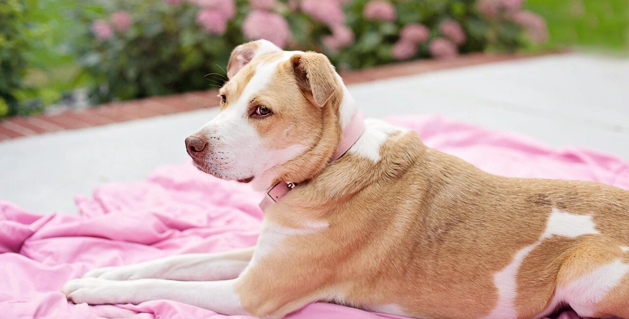 Welcher Rollrasen eignet sich am besten 1