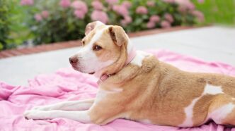 Welcher Rollrasen eignet sich am besten 1