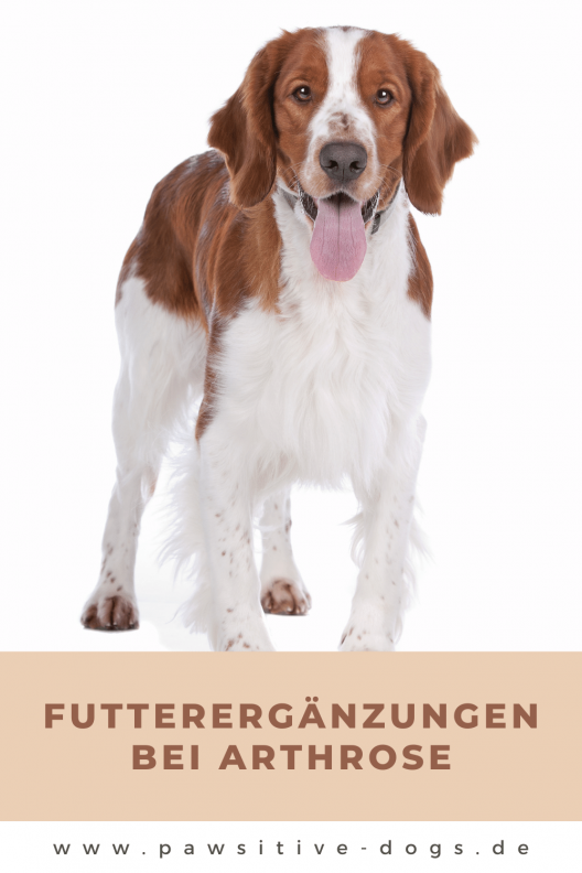 Kopie von Pinterest Vorlagen NEU (29) Futterergänzungen Arthrose